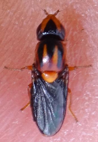 Capnoptera scutata